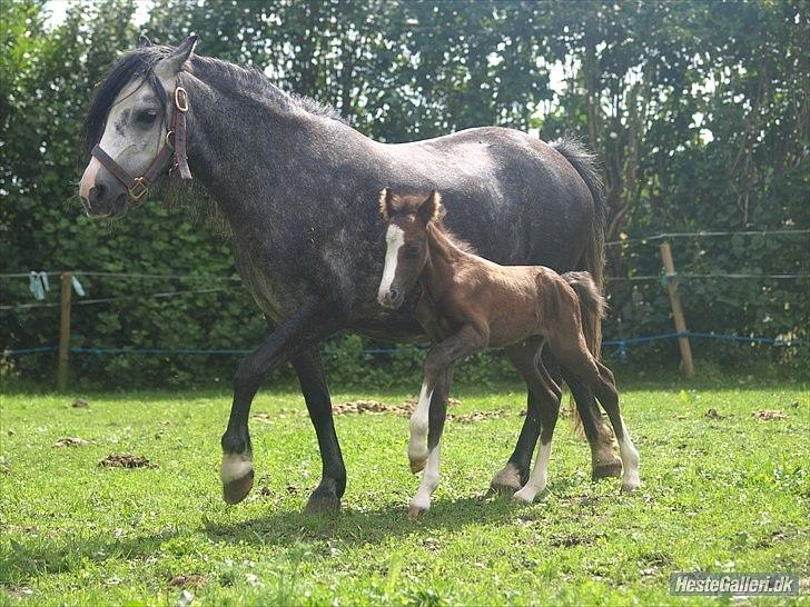 Welsh Partbred (Sec F)  Lyngdals Womanizer  billede 6