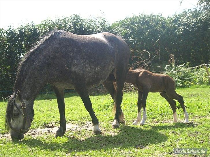 Welsh Partbred (Sec F)  Lyngdals Womanizer  billede 7