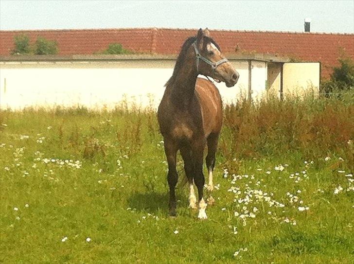 Holstener Cashmir billede 7