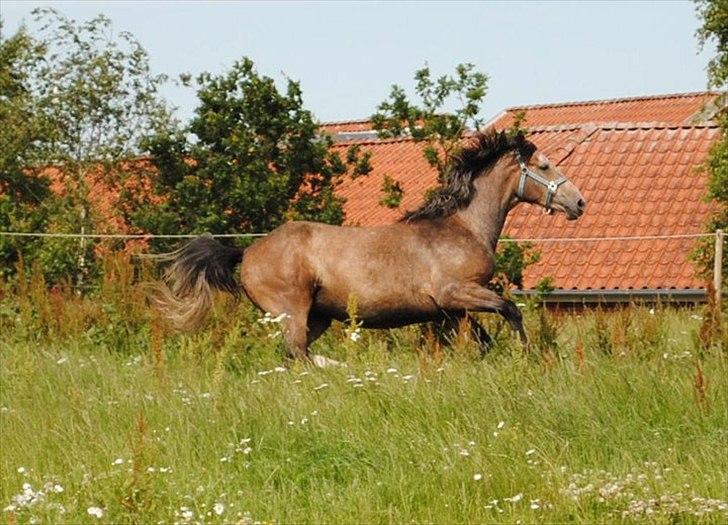 Holstener Cashmir billede 9