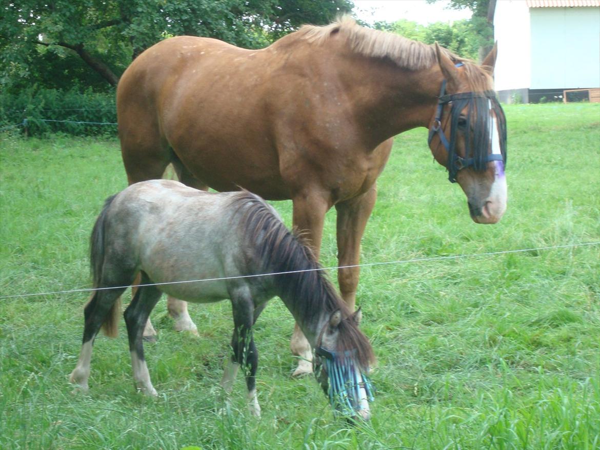 Welsh Partbred (Sec F)  Lyngdals Womanizer  - middags hygge.....  billede 9