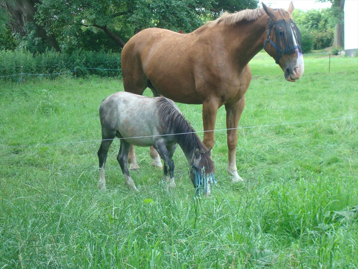 Welsh Partbred (Sec F)  Lyngdals Womanizer  billede 10