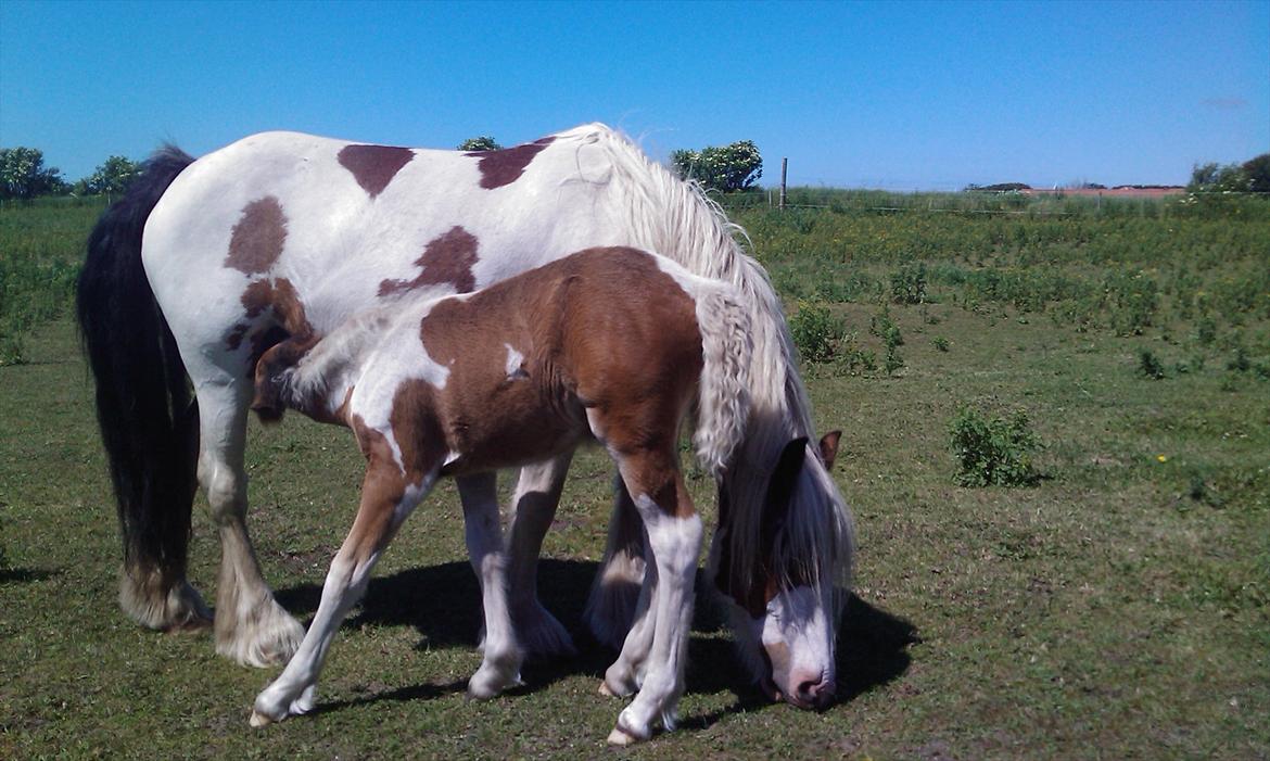 Irish Cob freja billede 18