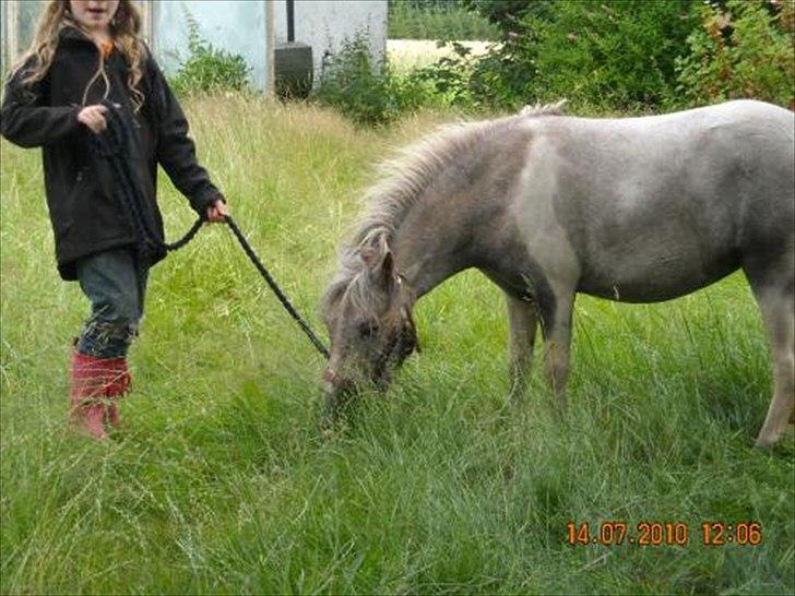 Shetlænder Sysla - Sysla på græs <3 billede 2
