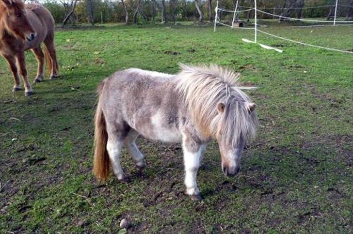 Shetlænder Sysla - Sysla i vinterpels<3 billede 3