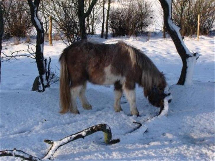 Shetlænder Sysla - Sysla i sneen billede 4