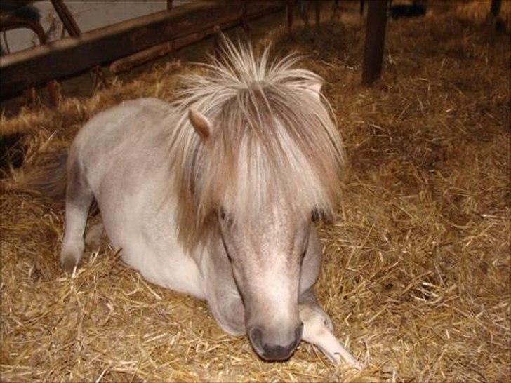 Shetlænder Sysla - Sysla er blevet træt. billede 1