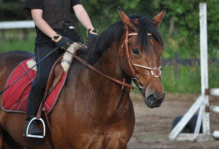 Anden særlig race Santos - træning  6/7-11  billede 10