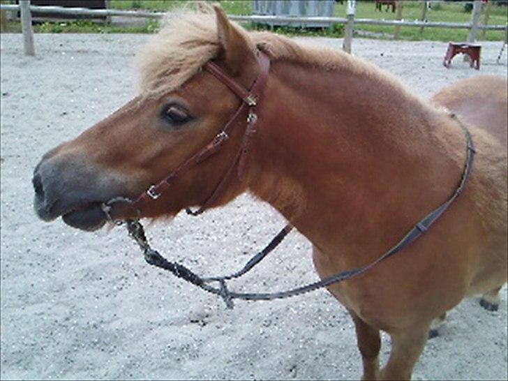 Shetlænder Orakel *Solgt* billede 17