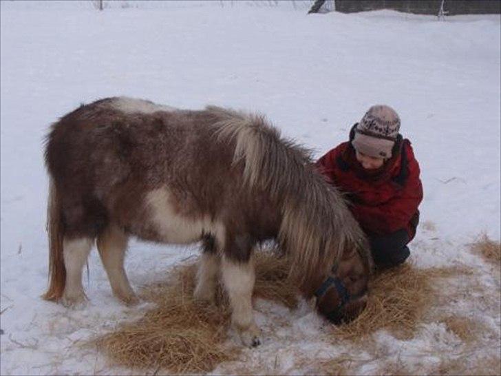 Shetlænder Sysla -  Sysla har taget vinterfrakke på. billede 5
