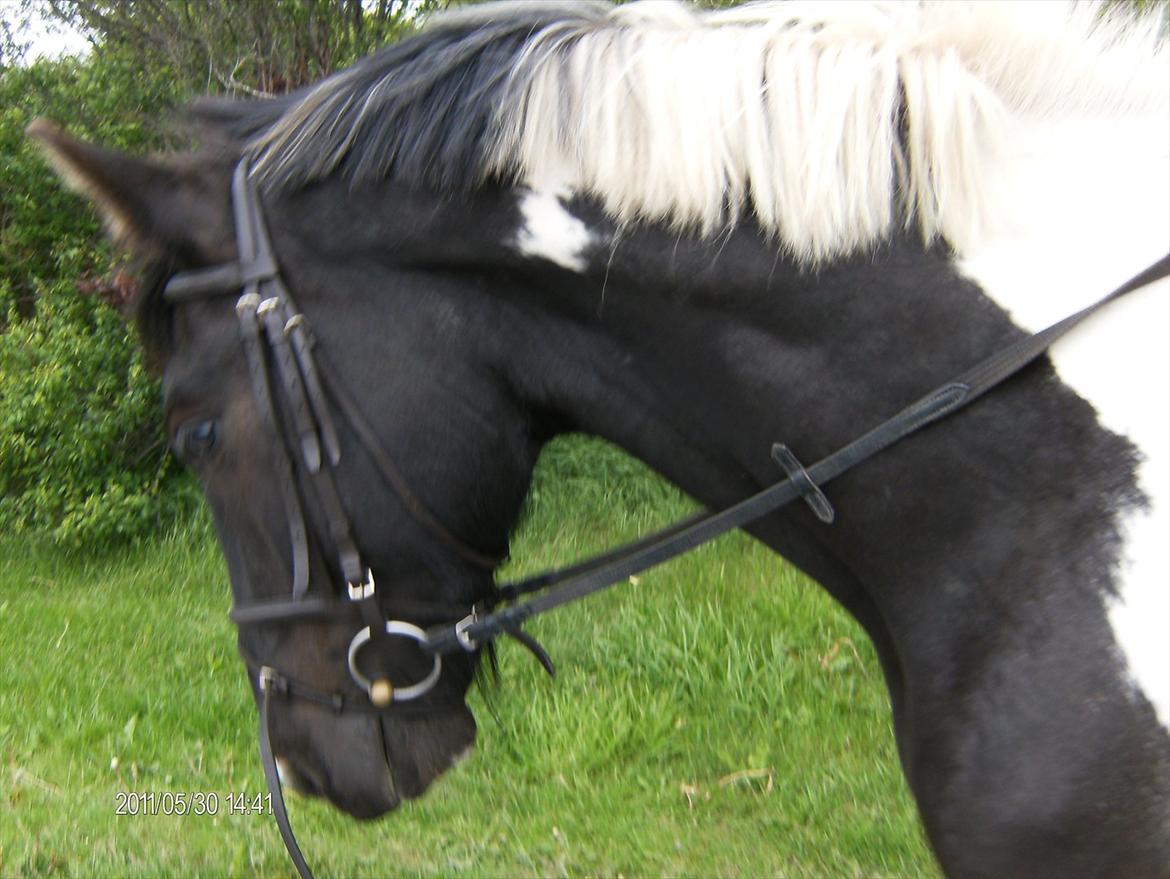 Irish Cob Crossbreed Staldgipsy's Fonzie.  billede 9