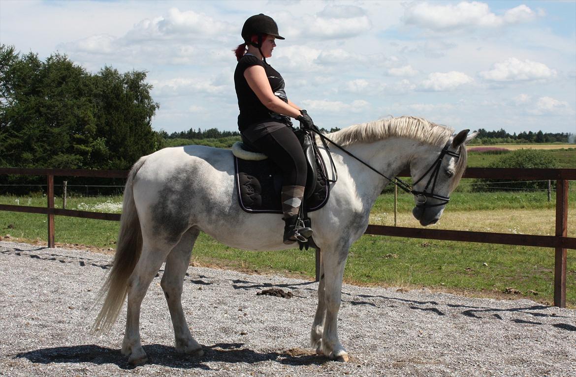 Anden særlig race Tequila himmelhest (L) - Fotograf: Natascha Pedersen billede 10