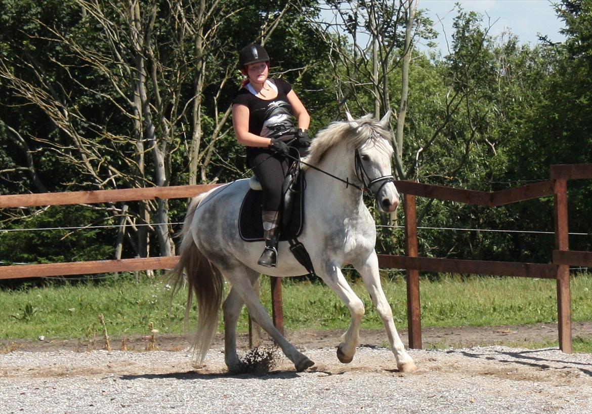 Anden særlig race Tequila himmelhest (L) - Fotograf: Natascha Pedersen billede 1