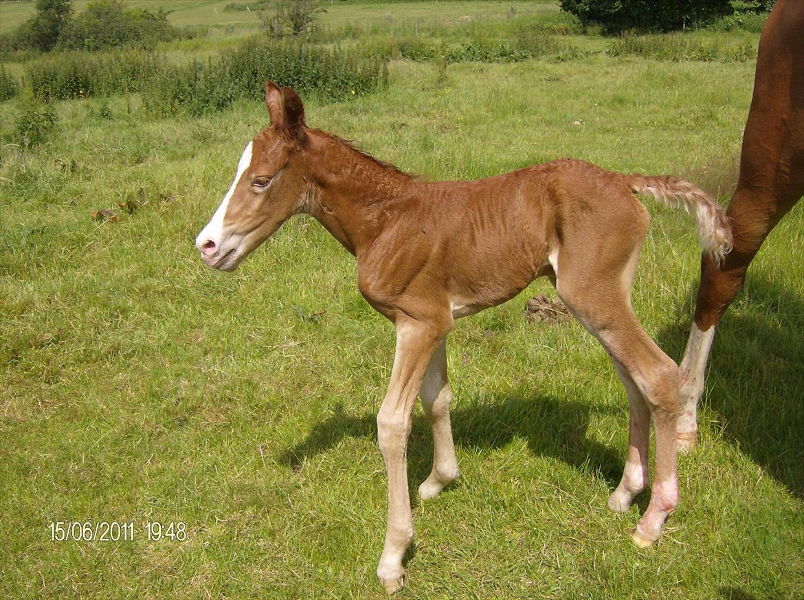 Frederiksborg Royal [Tidligere Hest] - Royal, lige kommet til verden <3 billede 5