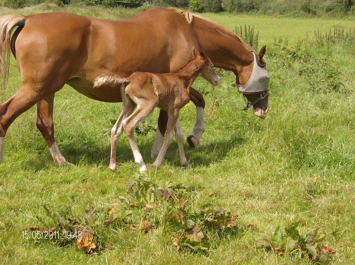Frederiksborg Royal [Tidligere Hest] - Royal og Ronja billede 6