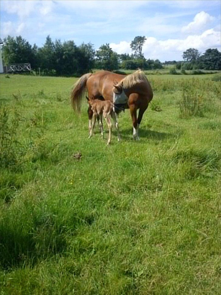 Frederiksborg Royal [Tidligere Hest] billede 7