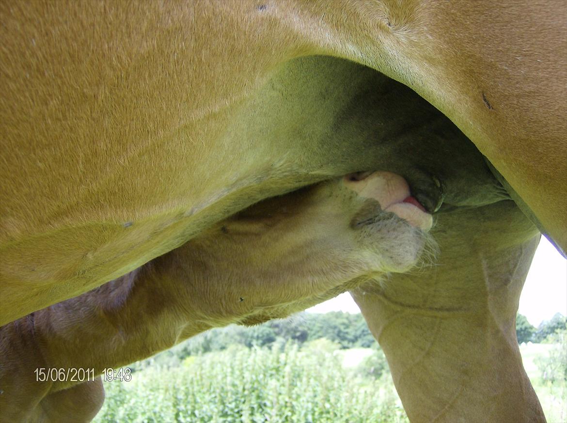 Frederiksborg Royal [Tidligere Hest] billede 8