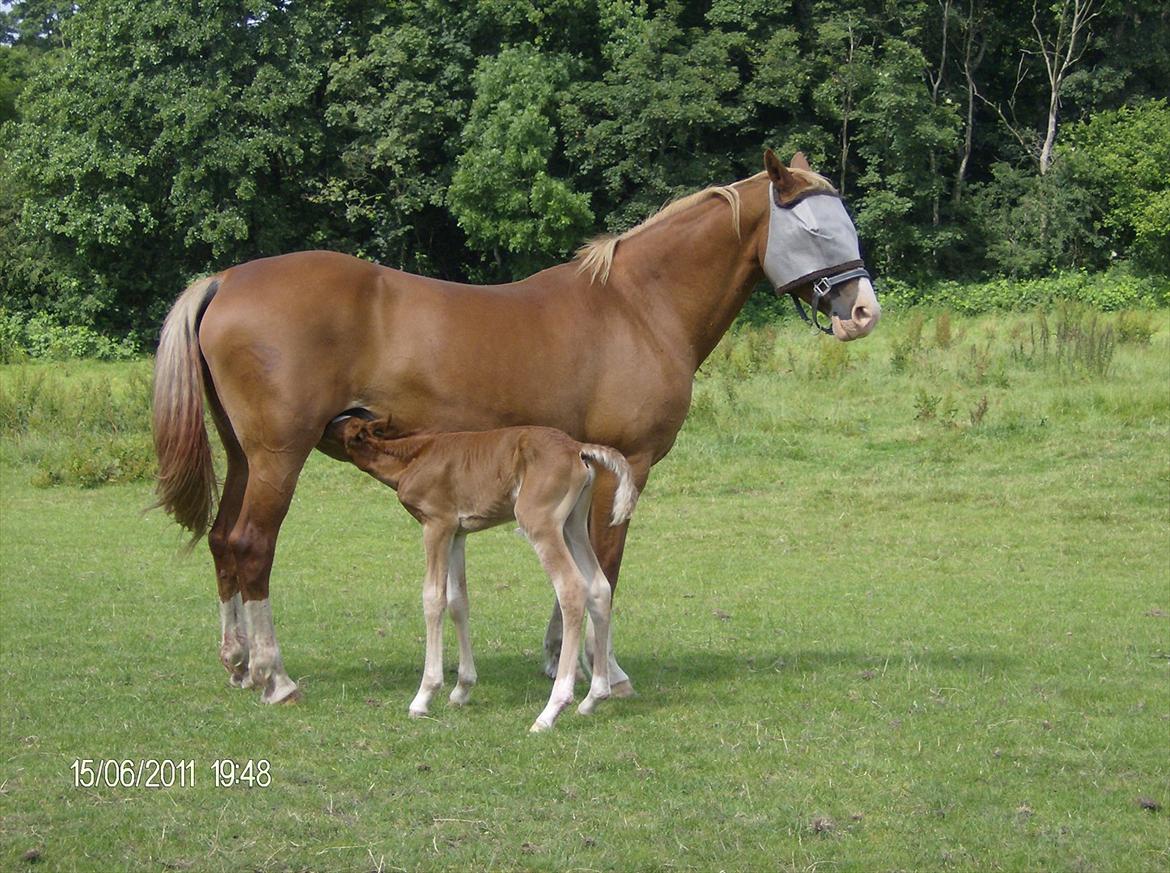 Frederiksborg Royal [Tidligere Hest] billede 9