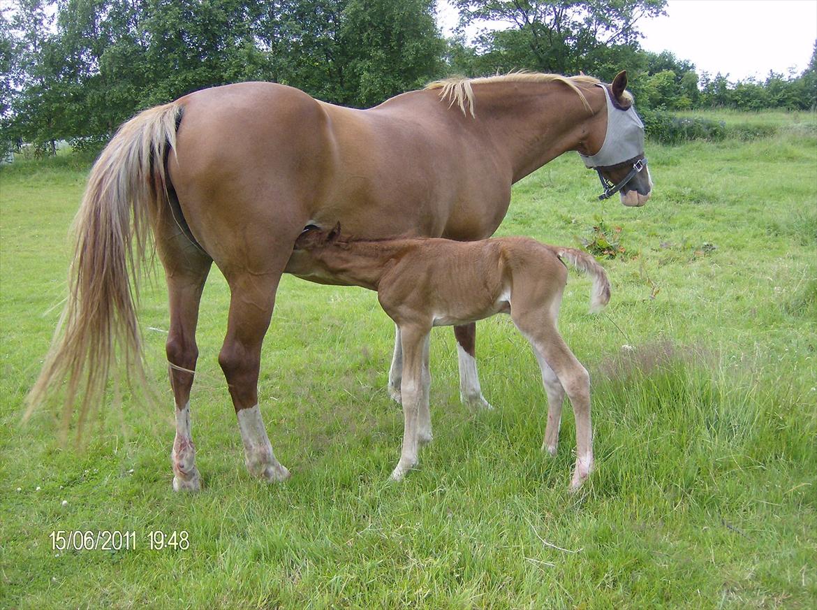 Frederiksborg Royal [Tidligere Hest] billede 10
