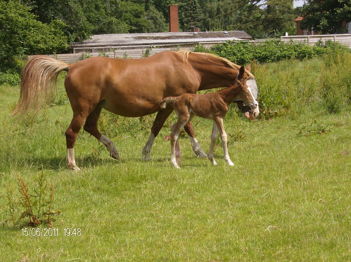Frederiksborg Royal [Tidligere Hest] billede 11