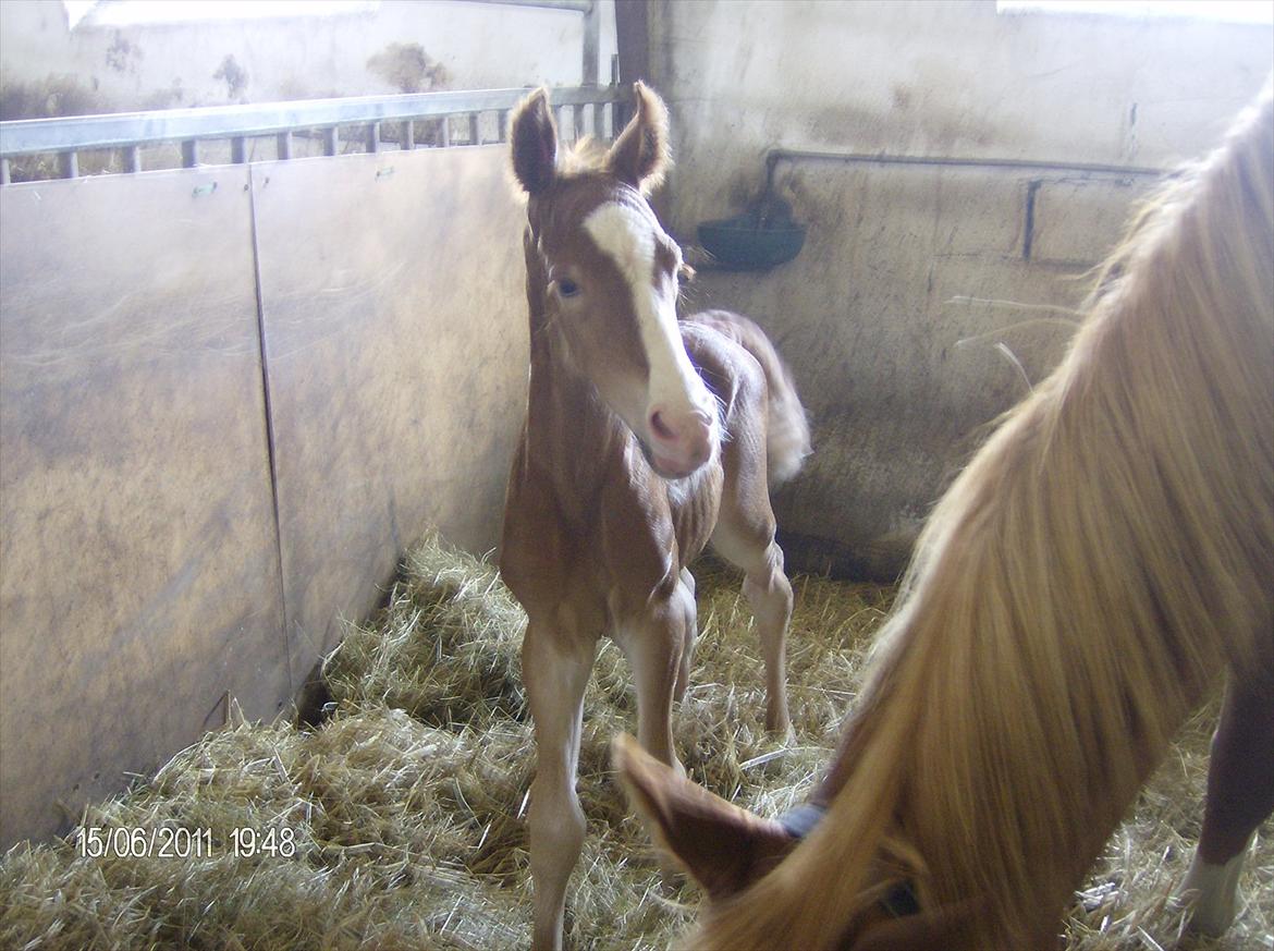 Frederiksborg Royal [Tidligere Hest] - "hej, hvem er i?" billede 12