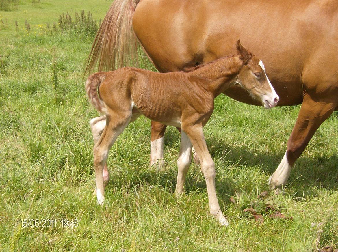 Frederiksborg Royal [Tidligere Hest] billede 13