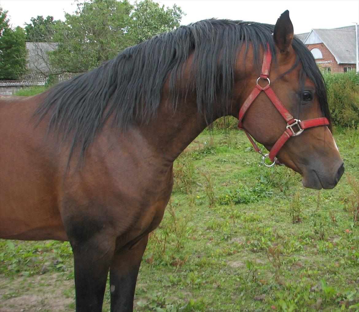 Arabisk fuldblod (OX) Ra´ja billede 9