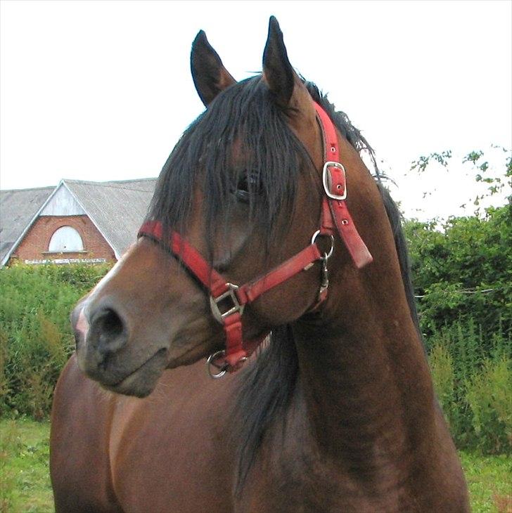 Arabisk fuldblod (OX) Ra´ja billede 10