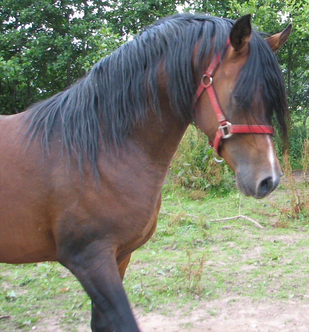 Arabisk fuldblod (OX) Ra´ja billede 11