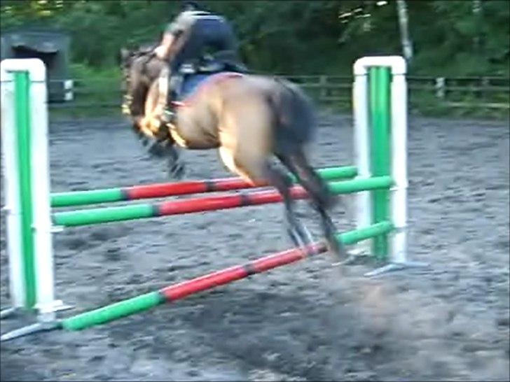 Anden særlig race Liva the Diva *R.I.P.* billede 13