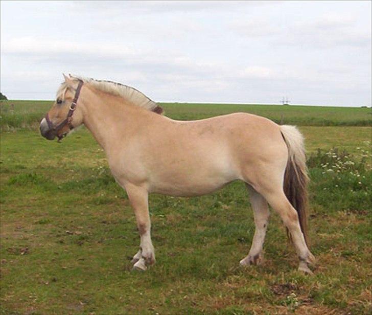 Fjordhest Anella <3  billede 1