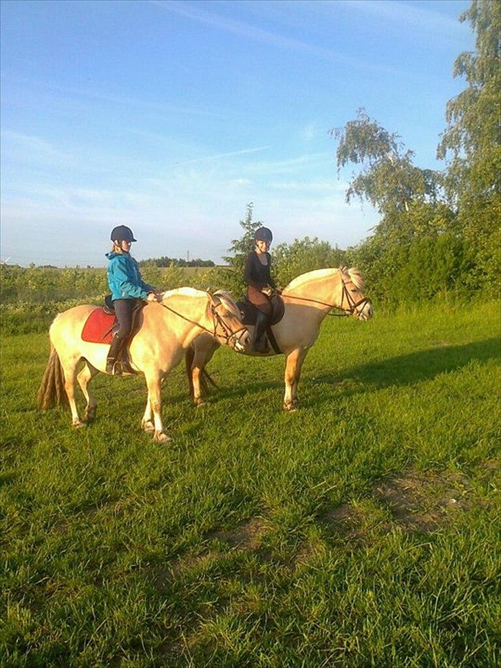 Fjordhest Anella <3  billede 2