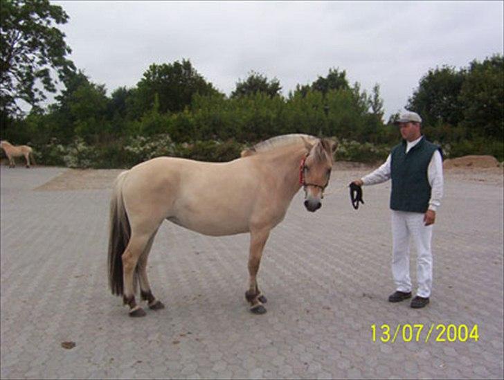 Fjordhest Anella <3  billede 3