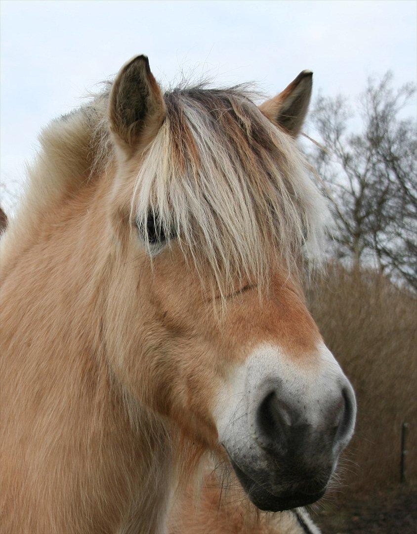 Fjordhest Anella <3  billede 4