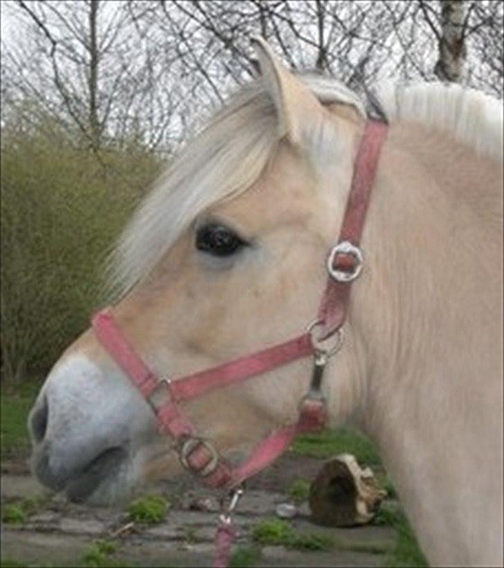 Fjordhest Anella <3  billede 5