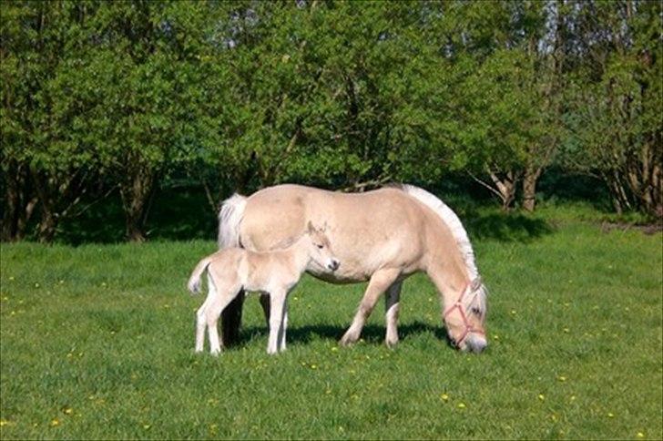 Fjordhest Anella <3  billede 6