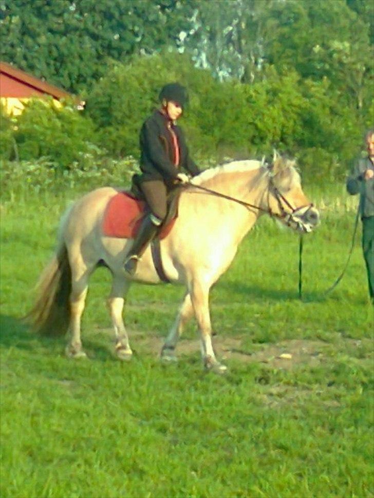 Fjordhest Anella <3  billede 7