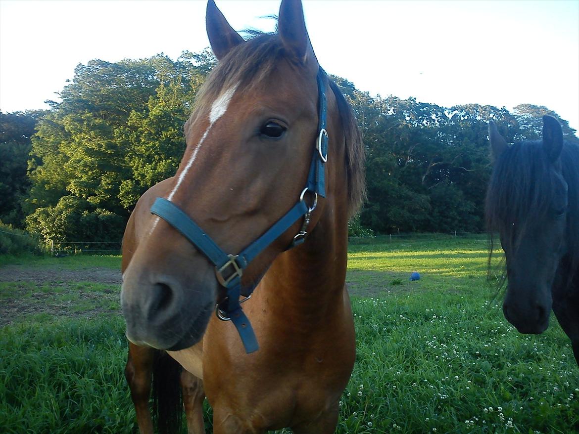 Anden særlig race Lukas Kashmir - også lige nogen nye sommer billder.. han er bare blevet rigtig flooot.. :)  billede 2