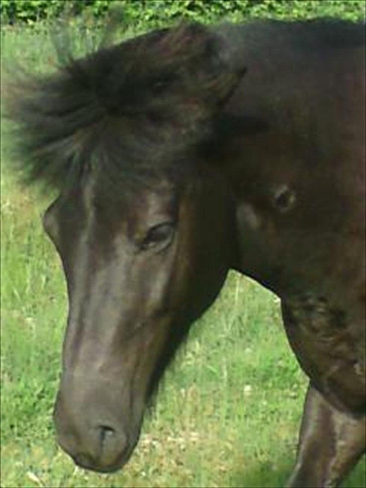 Islænder Dimma *Min Mor's* billede 1