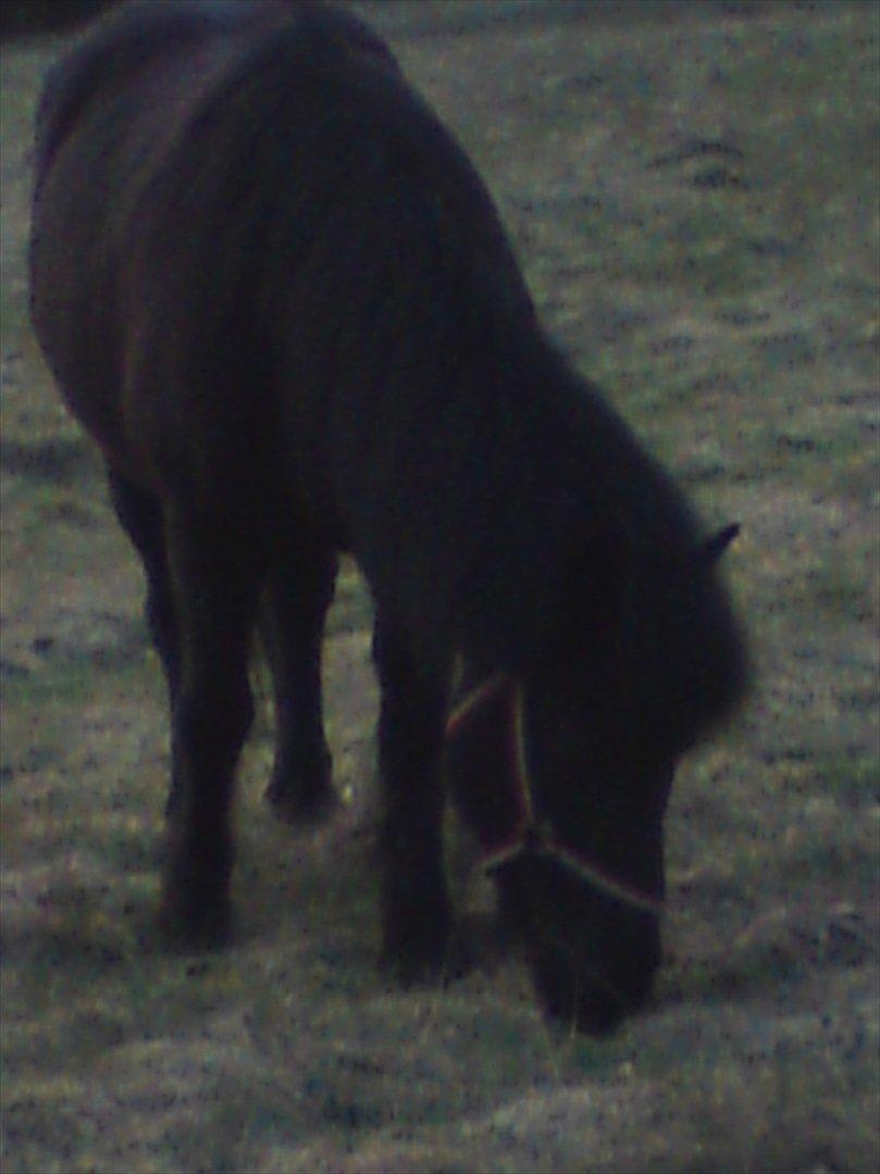 Islænder Dimma *Min Mor's* billede 2