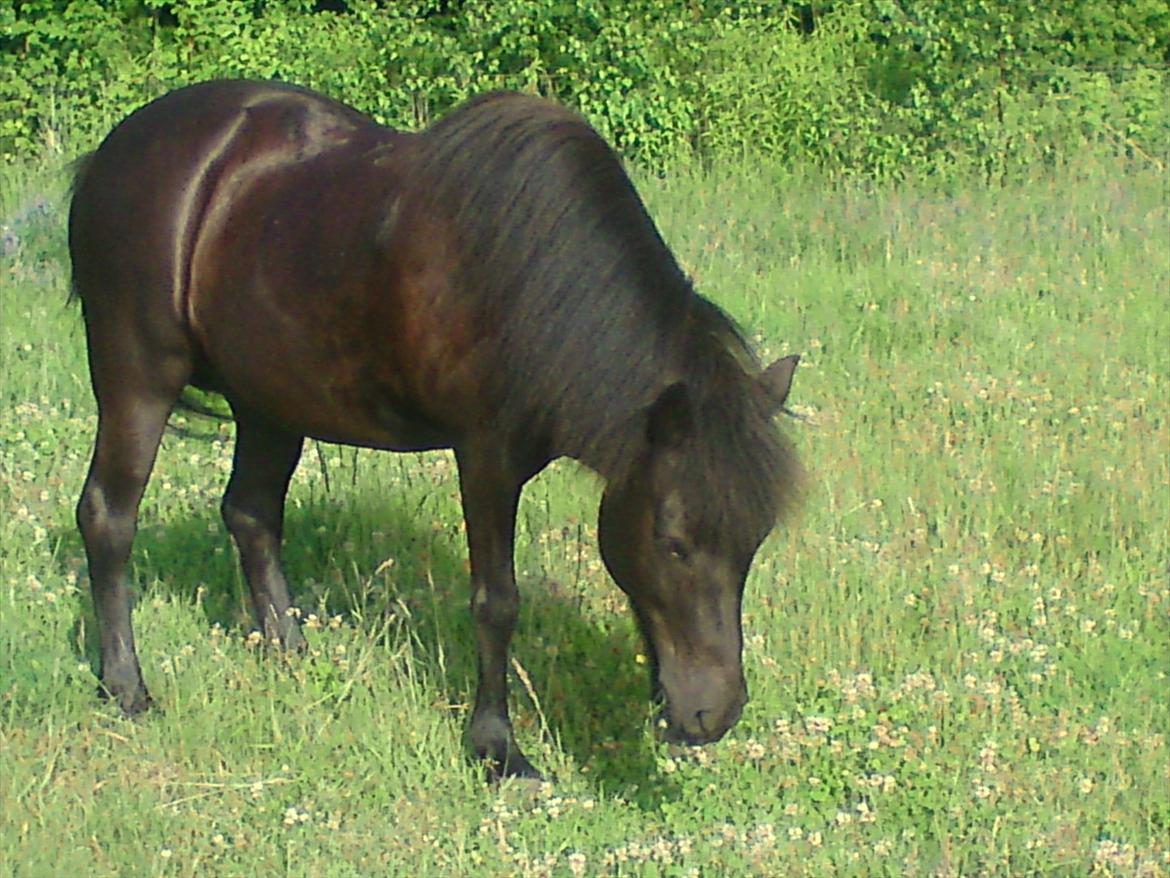 Islænder Dimma *Min Mor's* billede 3
