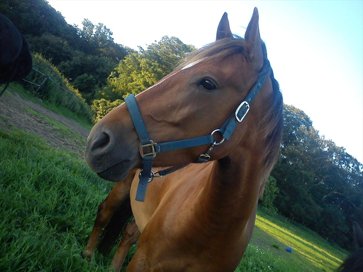 Anden særlig race Lukas Kashmir - moar elsker dig :)  billede 3