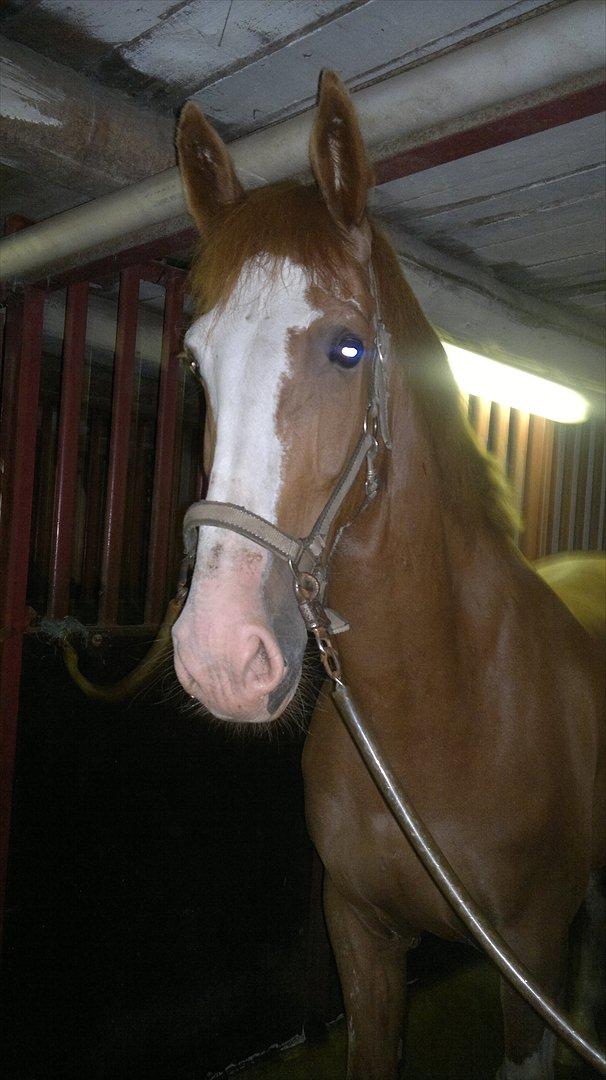 Anden særlig race Harlekins Maccoy - Fra da han skulle sadles op 1 gang billede 12