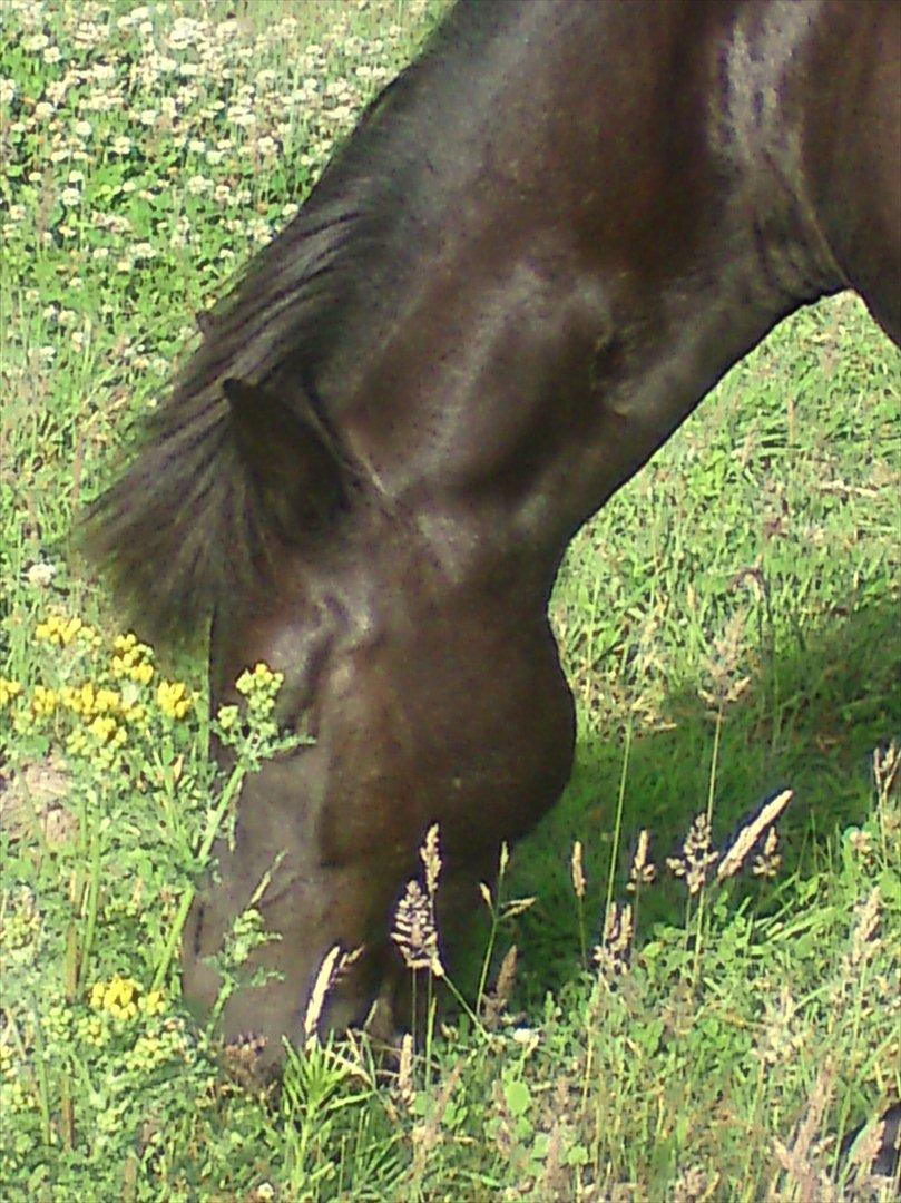 Islænder Dimma *Min Mor's* billede 4