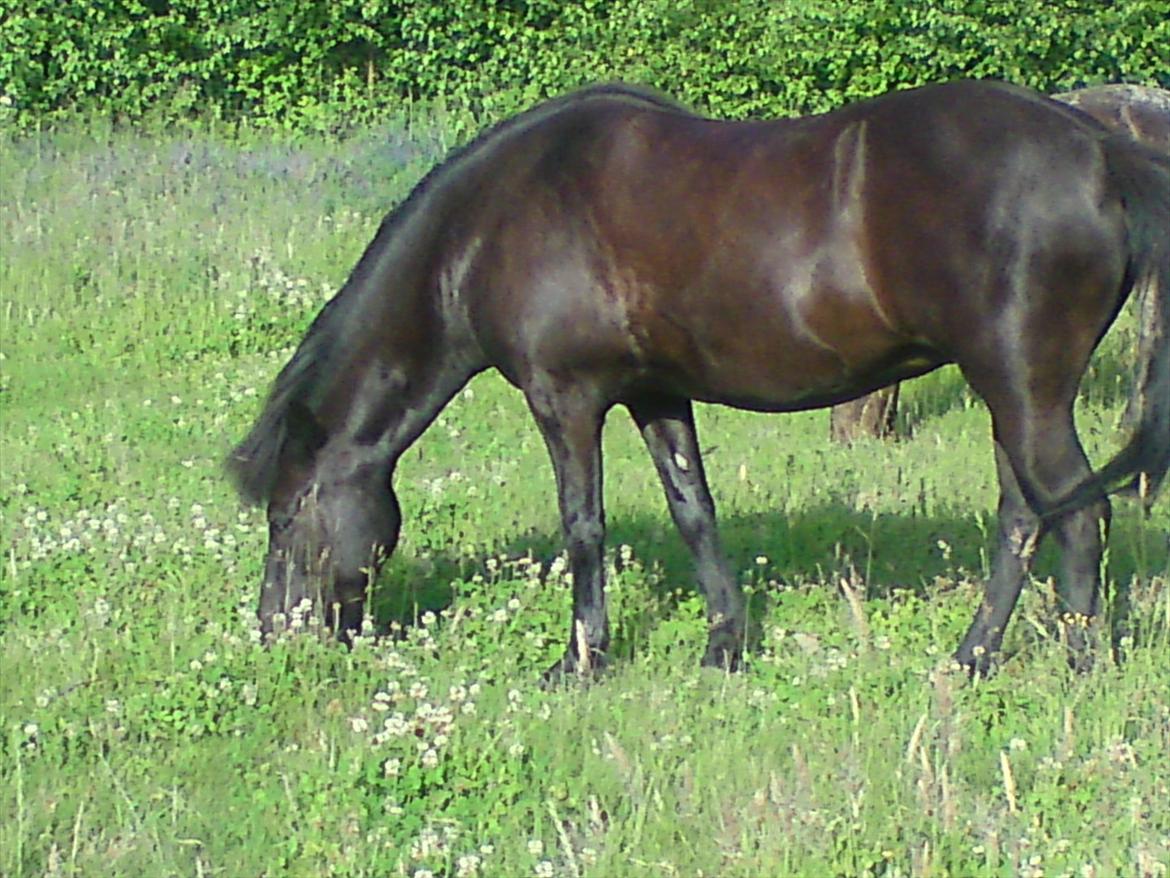 Islænder Dimma *Min Mor's* billede 5