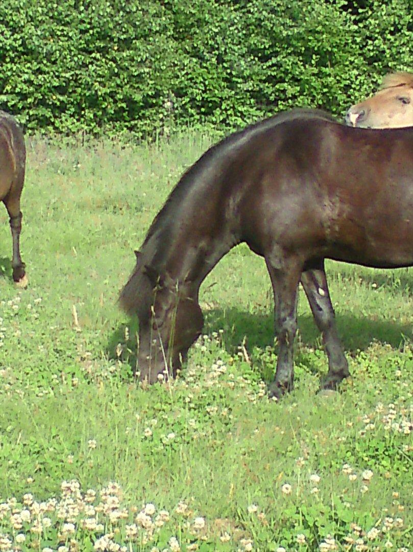 Islænder Dimma *Min Mor's* billede 6