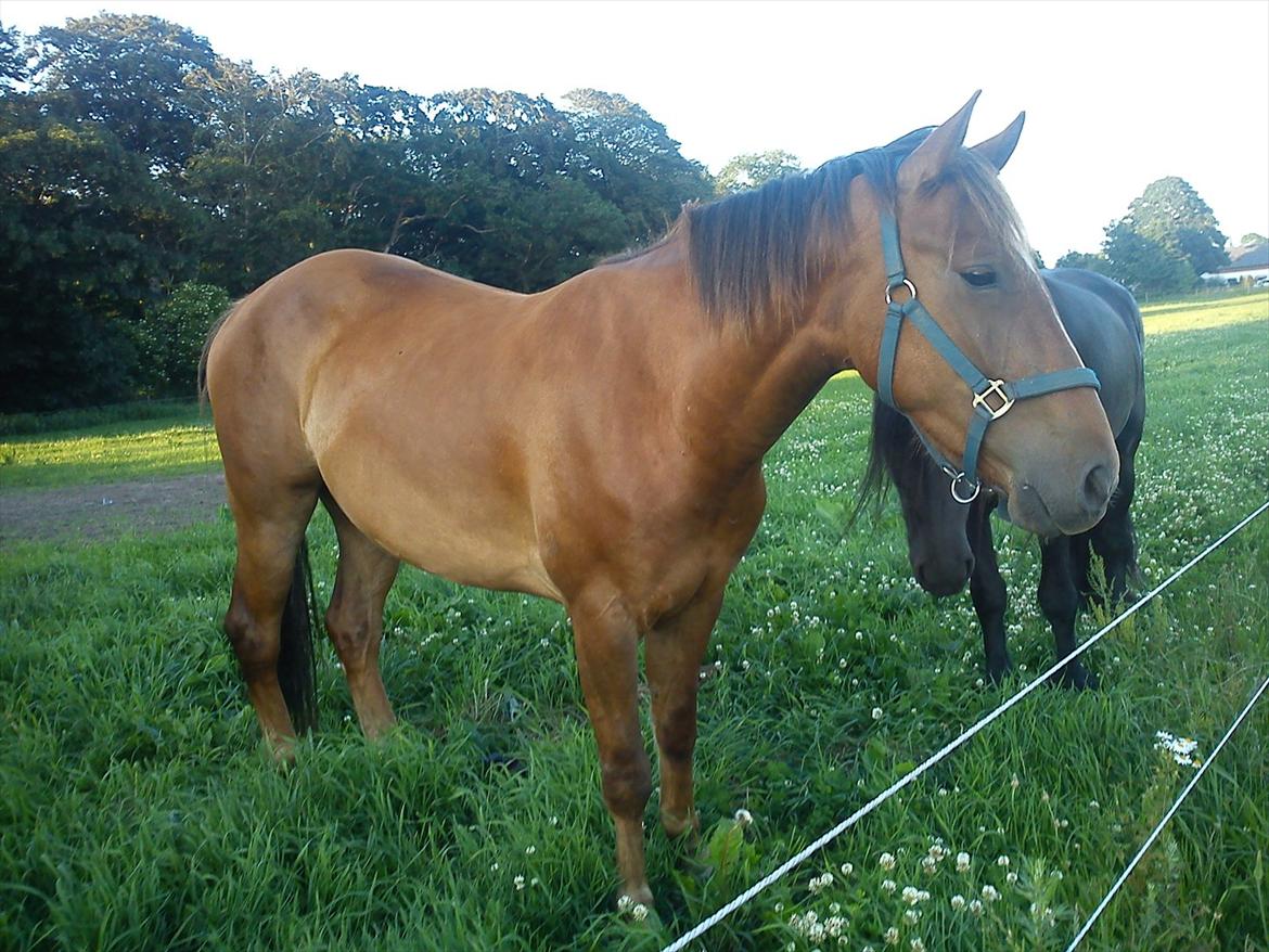 Anden særlig race Lukas Kashmir - også sommer billede billede 4