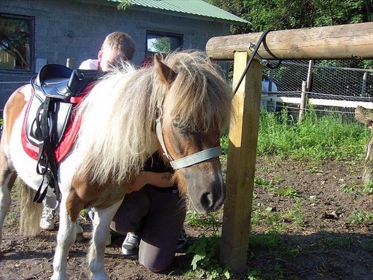 Shetlænder billy boy, my heart i:'<3 billede 8