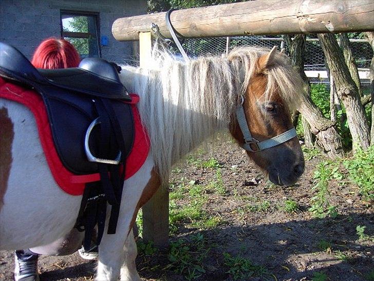 Shetlænder billy boy, my heart i:'<3 billede 14