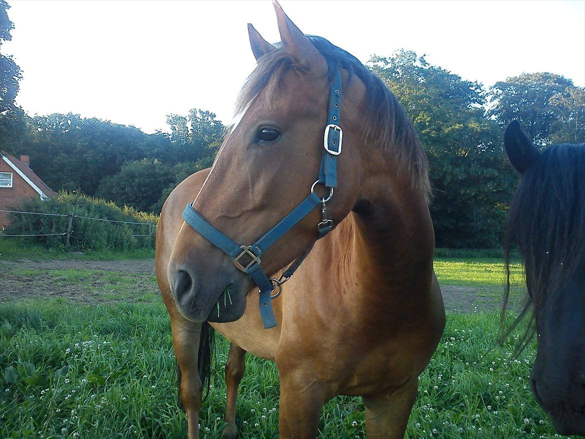 Anden særlig race Lukas Kashmir - sommer billde..  billede 5